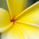 Plumeria---Psychological-Perfection-159