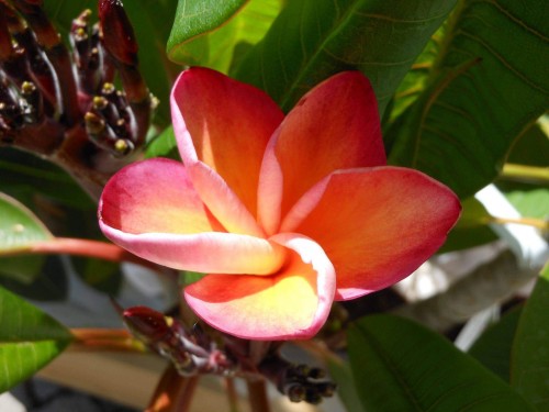 Plumeria---Psychological-Perfection-16.jpg