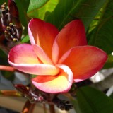 Plumeria---Psychological-Perfection-16