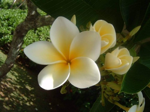 Plumeria---Psychological-Perfection-160.jpg