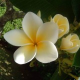 Plumeria---Psychological-Perfection-160