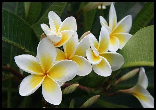 Plumeria---Psychological-Perfection-161.jpg