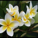 Plumeria---Psychological-Perfection-161