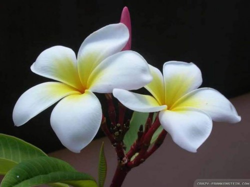 Plumeria---Psychological-Perfection-162.jpg