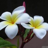 Plumeria---Psychological-Perfection-162