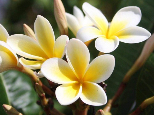 Plumeria---Psychological-Perfection-163.jpg