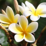 Plumeria---Psychological-Perfection-163