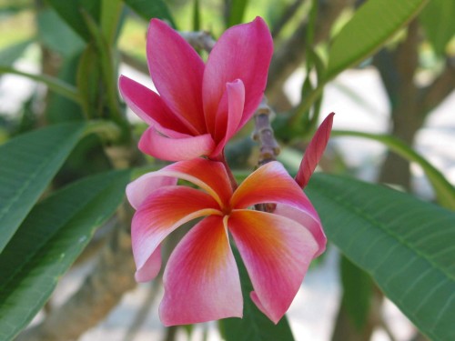 Plumeria---Psychological-Perfection-164.jpg