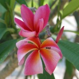 Plumeria---Psychological-Perfection-164