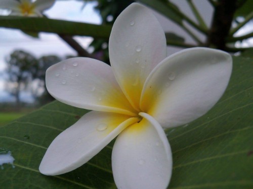 Plumeria---Psychological-Perfection-165.jpg