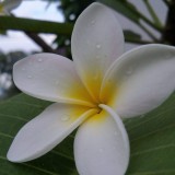 Plumeria---Psychological-Perfection-165