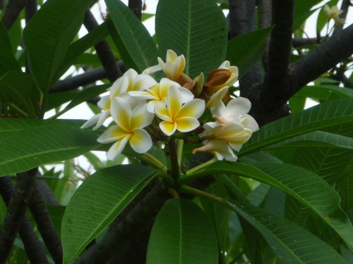 Plumeria---Psychological-Perfection-166.jpg