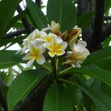 Plumeria---Psychological-Perfection-166