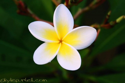 Plumeria---Psychological-Perfection-167.jpg