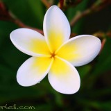 Plumeria---Psychological-Perfection-167