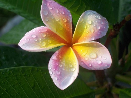 Plumeria---Psychological-Perfection-168.jpg