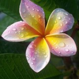 Plumeria---Psychological-Perfection-168