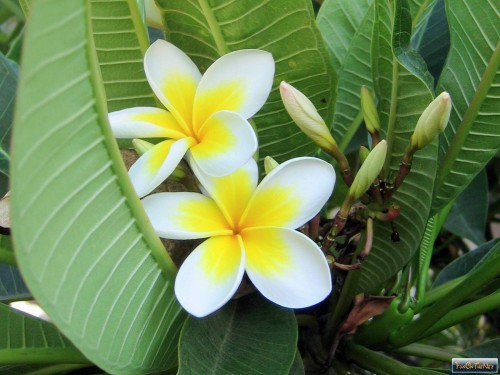 Plumeria---Psychological-Perfection-169.jpg