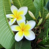 Plumeria---Psychological-Perfection-169