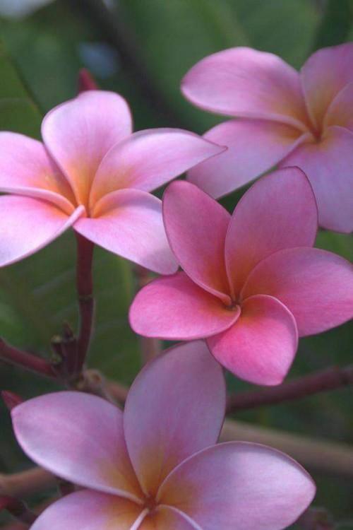 Plumeria---Psychological-Perfection-17.jpg