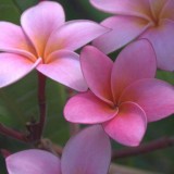 Plumeria---Psychological-Perfection-17