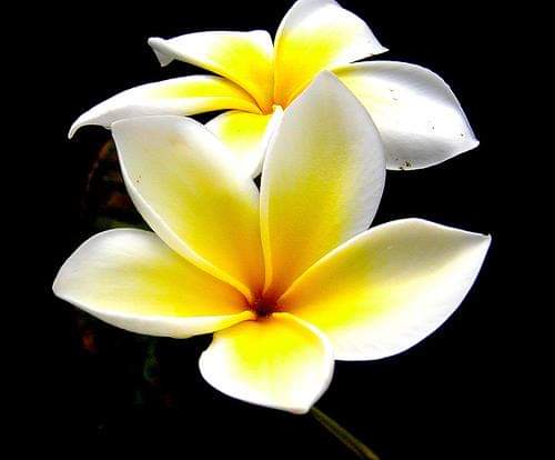 Plumeria---Psychological-Perfection-170.jpg