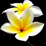 Plumeria---Psychological-Perfection-170