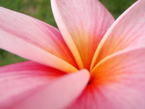 Plumeria---Psychological-Perfection-171.jpg