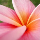 Plumeria---Psychological-Perfection-171