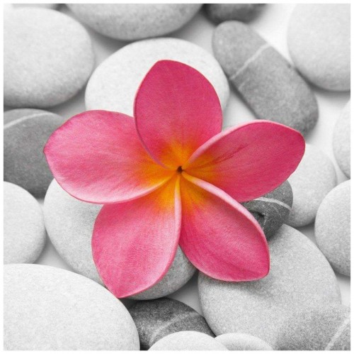 Plumeria---Psychological-Perfection-172.jpg