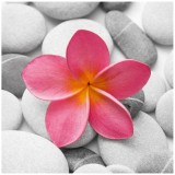 Plumeria---Psychological-Perfection-172