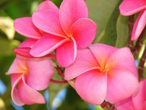 Plumeria---Psychological-Perfection-173.jpg