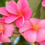 Plumeria---Psychological-Perfection-173