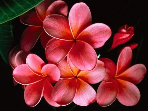 Plumeria---Psychological-Perfection-174.jpg