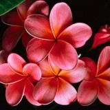 Plumeria---Psychological-Perfection-174