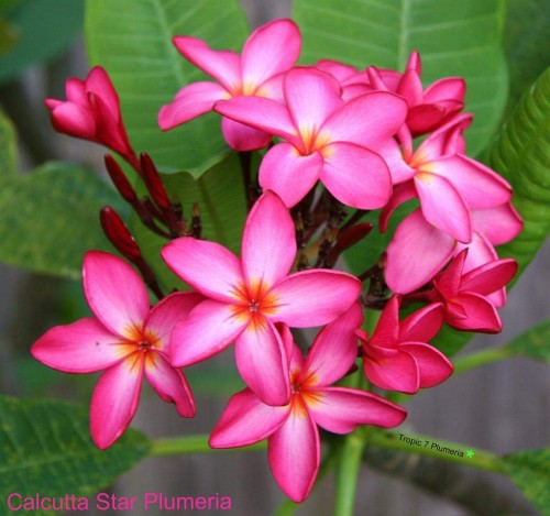 Plumeria---Psychological-Perfection-175.jpg