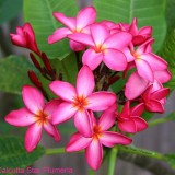 Plumeria---Psychological-Perfection-175