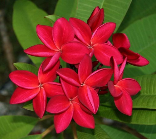 Plumeria---Psychological-Perfection-176.jpg