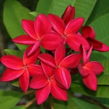 Plumeria---Psychological-Perfection-176