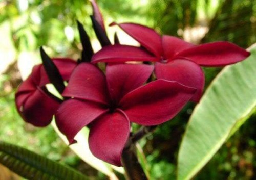 Plumeria---Psychological-Perfection-177.jpg