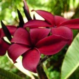 Plumeria---Psychological-Perfection-177