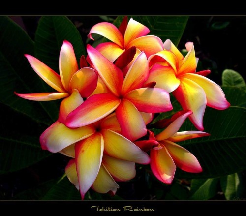 Plumeria---Psychological-Perfection-178.jpg