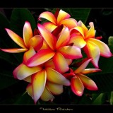 Plumeria---Psychological-Perfection-178