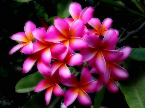 Plumeria---Psychological-Perfection-179.jpg