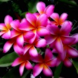 Plumeria---Psychological-Perfection-179