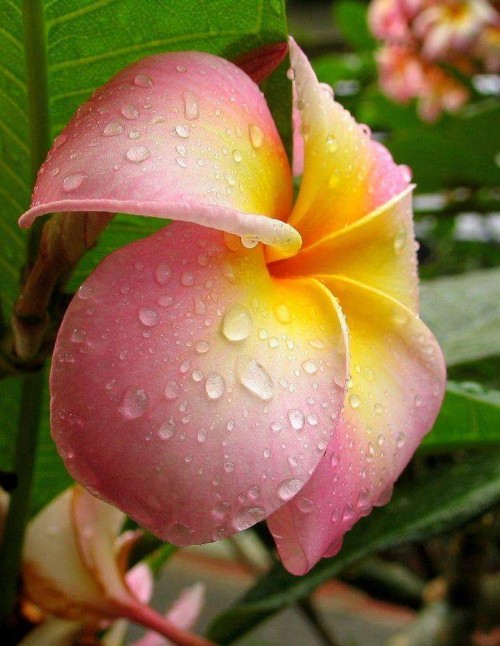 Plumeria---Psychological-Perfection-18.jpg