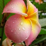 Plumeria---Psychological-Perfection-18