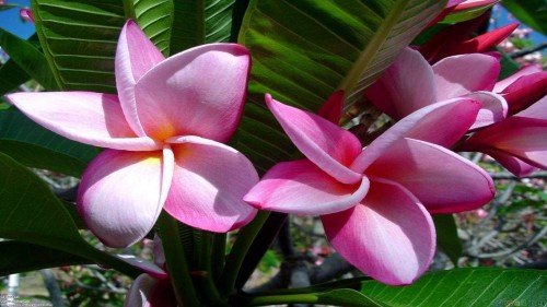 Plumeria---Psychological-Perfection-180.jpg