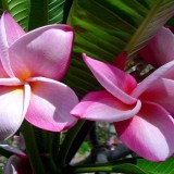 Plumeria---Psychological-Perfection-180