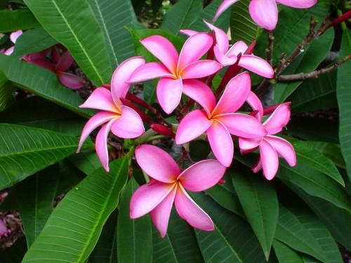 Plumeria---Psychological-Perfection-181.jpg